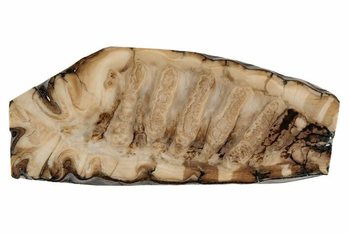 Fossil Mammoth Molar Slab - Siberia #215388